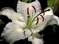 burghelea